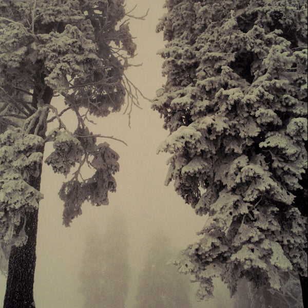 Misty Trees I ▫️30 x 20 cm, mounted on Dibond