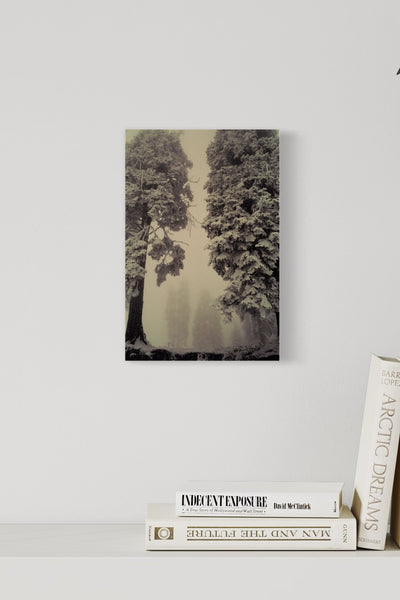 Misty Trees I ▫️30 x 20 cm, mounted on Dibond