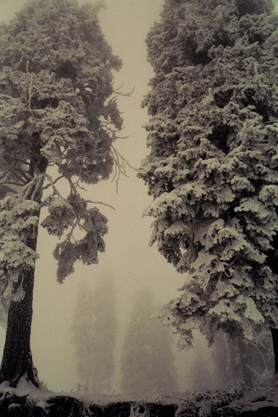 Misty Trees I ▫️30 x 20 cm, mounted on Dibond