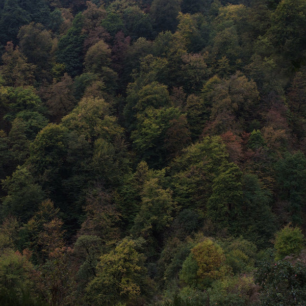 SoulQuest - Deep Forest (South)