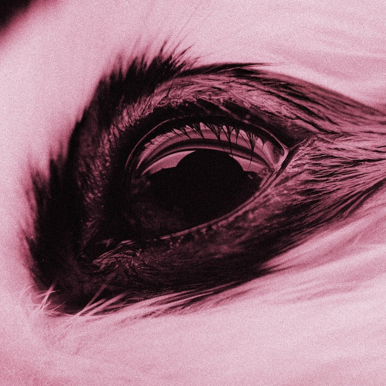 Hasenauge