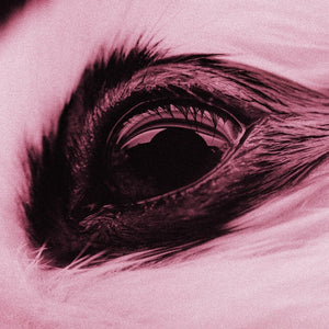 Hasenauge