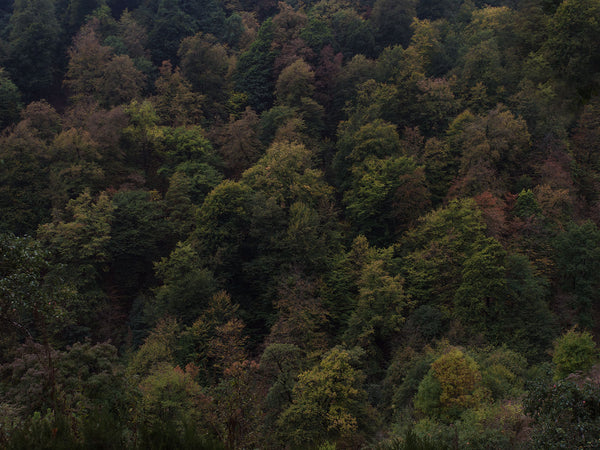 SoulQuest - Deep Forest (South)