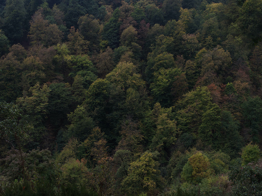 SoulQuest - Deep Forest (South)