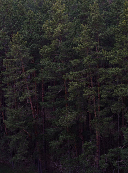 SoulQuest - Deep Forest (North)