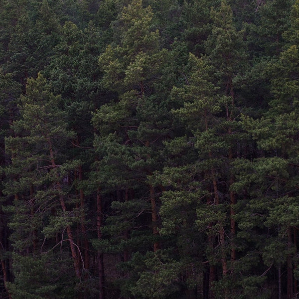 SoulQuest - Deep Forest (North)