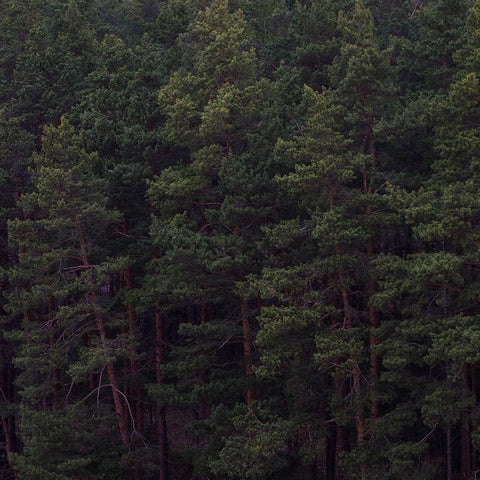 SoulQuest - Deep Forest (North) ▫️Inta Nahapetjan