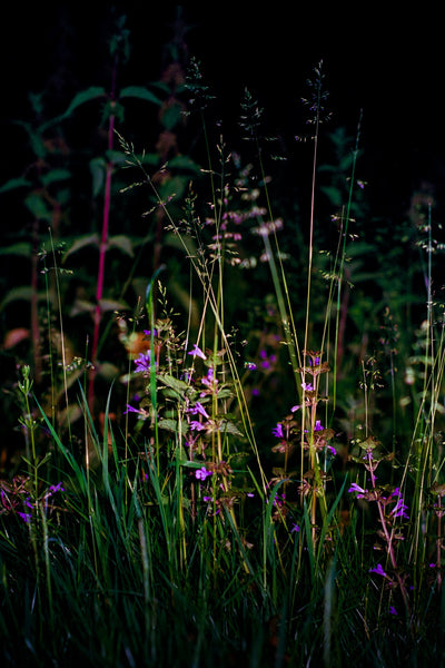 Gras Sprietjes