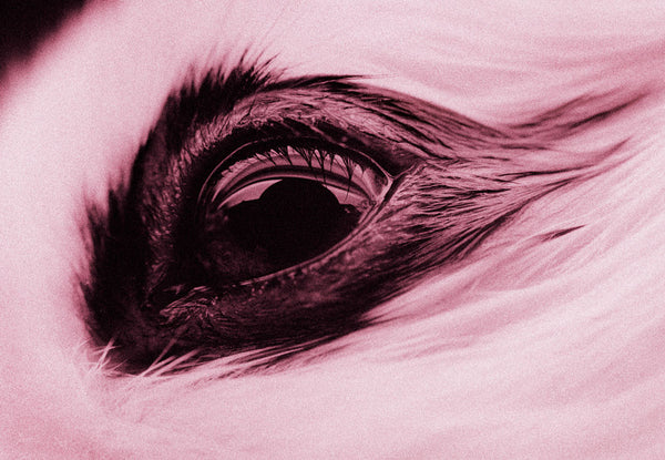 Hasenauge