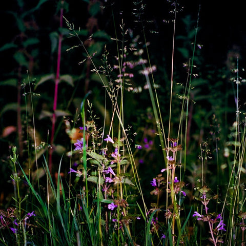 Gras Sprietjes