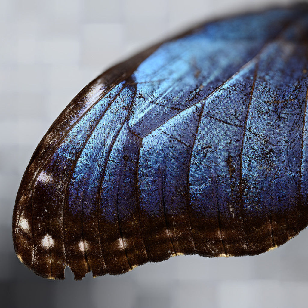 Morpho ▫️Michael Bachhofer