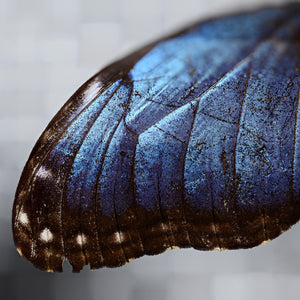 Morpho ▫️Michael Bachhofer