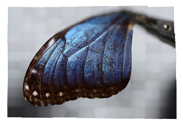 Morpho ▫️Michael Bachhofer